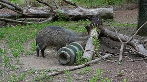 The Visayan warty pig, Sus cebifrons is a critically endangered species in the pig genus Sus. It is endemic to six of the Visayan Islands in the central Philippines.