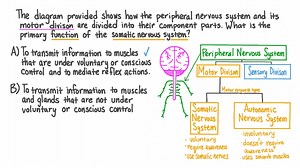 Defining the Function of the Somatic Nervous System