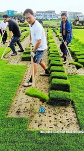 3.7K views · 21 reactions | Do you know how stadium grass is actually grown? Stadium grass is cultivated on farms, then installed perfectly for sports. #TurfCare #StadiumGrass #SportsField #LawnScience #GreenFields #GrassFarming #AthleticTurf #FieldMaintenance #SustainableTurf #GrassGrowth #SportsGrounds #EcoLawn #TurfInstallation #GreenSports #HealthyGrass | Tech Vision yt | Facebook