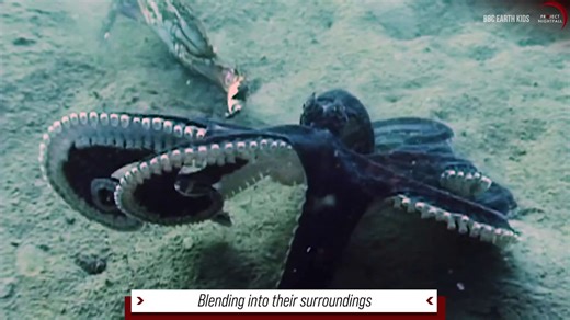 This strange sea alien octopus can be as intelligent as humans