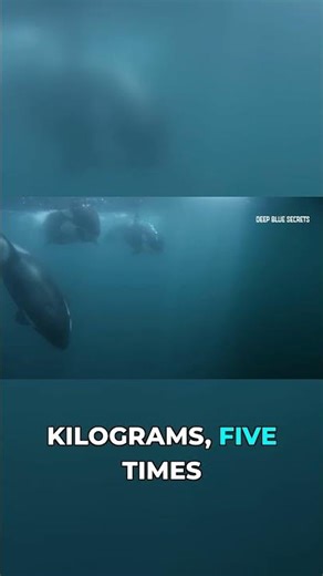 The Orca Brain: A Complex Masterpiece