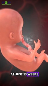 94K views · 518 reactions | Amazing Facts: Week 13  | Pregnancy to parenting | Facebook