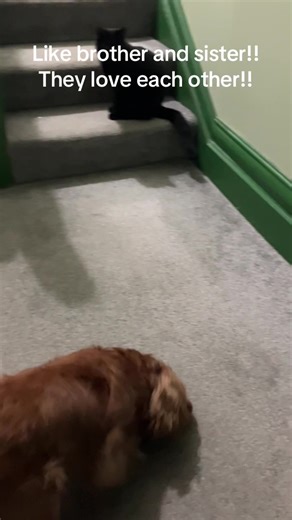 Thunder and Mittens playing!! Like brother and sister!! They love each other!!! That tail wagging is like a fan!! #catanddog #cavalierking