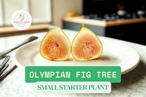 Olympian Fig Tree Plant – Live Bare Root Starter Plant (ficus Carica) Cold Hardy Fruit Tree 2–7" Tall - Etsy