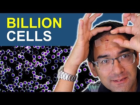 I bumped my head and put the blood under the microscope