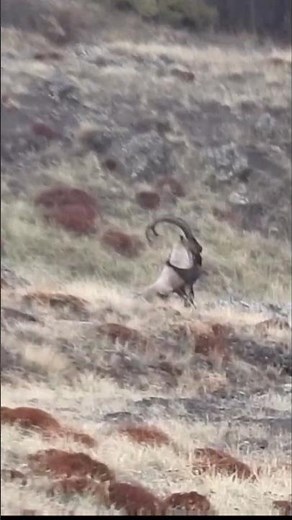 They move like they own these peaks #wildlife #mountains #hunting