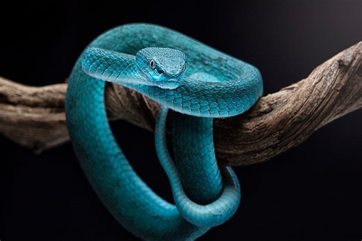 Eleven New Animal Species Discovered In Cambodia's Cave Systems - GreekReporter.com