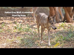 Indian Grey Wolf: A comeback from the brink