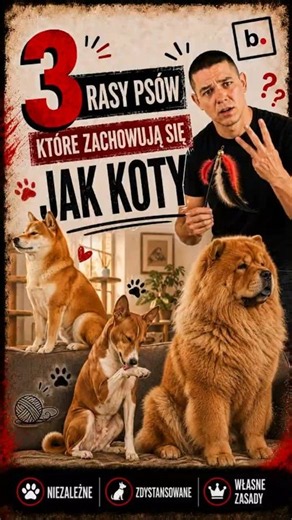 3 rasy psów które zachowują się jak koty #basenji #chowchow #chartafgański #psykoty #behave