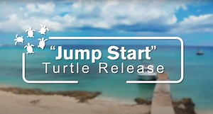 Jump-Start Release: Boosting Sea Turtle Conservation