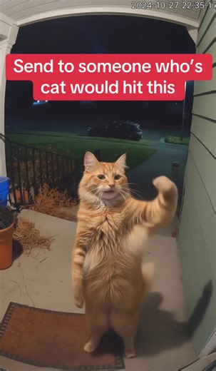 Cat Dance Challenge: Join the Fun!