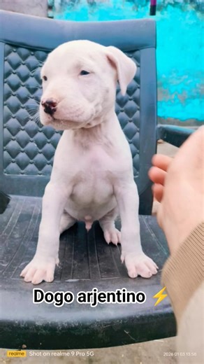 Call 8810623046 📍Instagram @petpaddle.official Dogo Argentino puppy available booking only #dogovrl