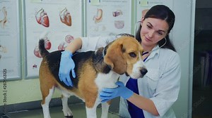 Beagle dog on examination in the office of a veterinarian. Prescription treatment for a beagle dog, ear examination