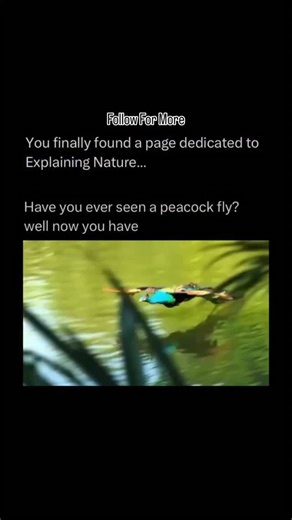 Facts| Animals | Natural 🌴 on Instagram: "Peacocks are large, colorful birds known for their dazzling tail feathers, which they fan out in stunning displays during courtship. The term “peacock” technically refers to the male of the species, while females are called “peahens,” and together they are known as peafowl. Native to South Asia, peacocks are most recognized for their iridescent blue and green plumage, with eye-like patterns on their tail feathers that shimmer in the light. These display