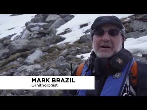 Little Auks in the Arctic