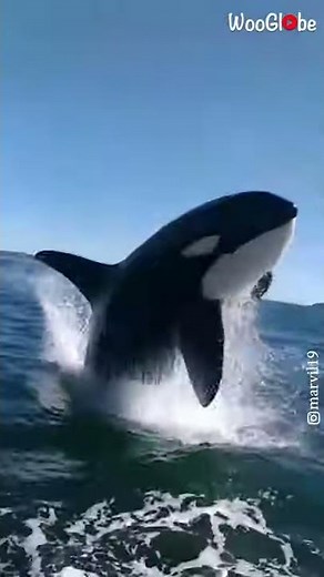 Orcas Jumping Out of Water in One of Chile's Canals || WooGlobe