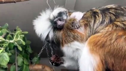 Cheeky Tamarin baby sticks tongue out in heart-melting clip