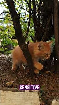 The Adaptive Secret Behind Modern AI