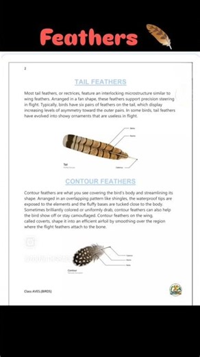 Feathers in birds and types Integumentary system #biology #science #zoo#zoologyclasses
