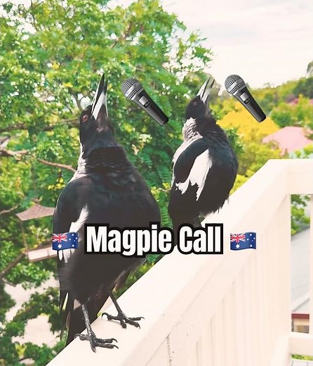 AUSTRALIAN MAGPIE CALL #magpie #birdsounds #beautiful #sounds