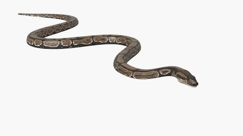 clip-3987494155-reptile-python-snake-crawling-smoothly-showing-natural