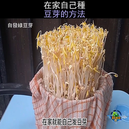 在家自己種豆芽的方法，綠豆芽的種植方法 #豆芽種植 #白菜種植 | 科普解說2.0