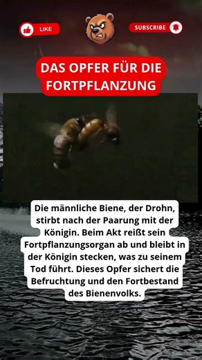 Das Opfer für die Fortpflanzung