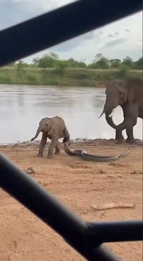 Mother Elephant Saves Baby From Python Attack | Real Safari Wildlife Rescue Footage