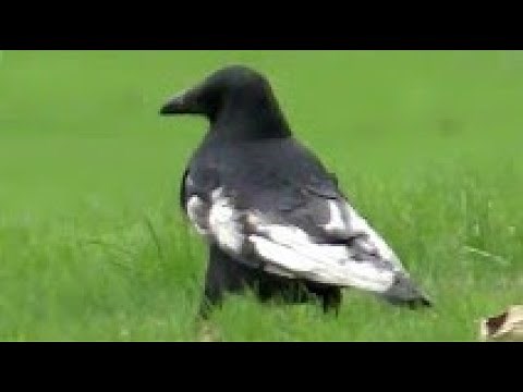 Leucistic CROW - White Flight Feathers - Corvus corone