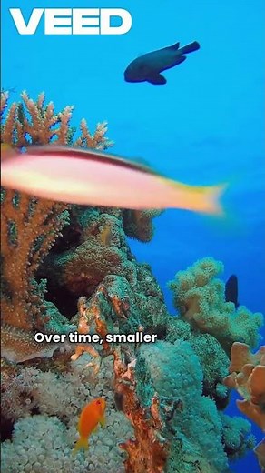 Whale Fall: Life from Death in the Deep Ocean.