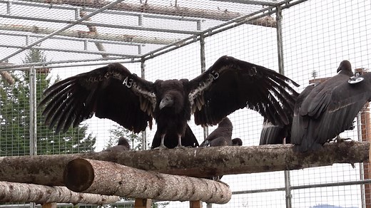 6.4K views · 77 reactions | Yurok Tribe on Reels | Facebook