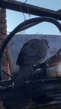 Morning Birdsong – Natural Soundscape for Peaceful Start