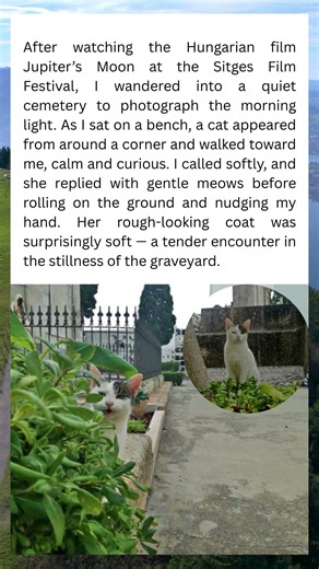 🐈 The Lone Cat Who Guards the Cemetery Gates