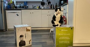 B.C. cats hold owners’ blender box hostage
