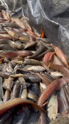 4.4K views · 40 reactions | Catching Lots of Native Fish | Fishing & Village Tradition | Facebook