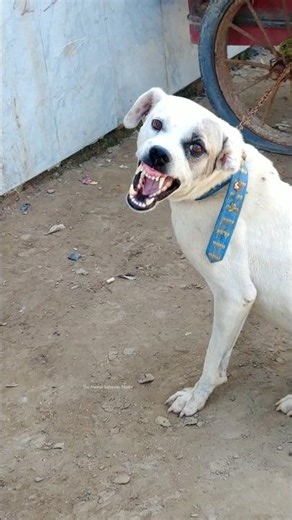 Aggressive Dog Sound Warning! ⚠️ Real Angry Reaction 😡🐶