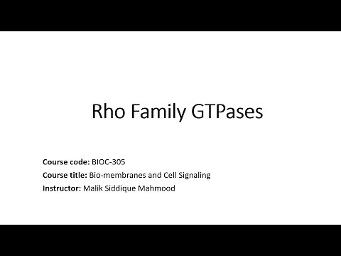 Rho Family GTPases | Cell Survival Signaling | Cell Migration Signaling