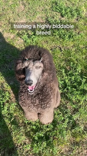 Cute Puppies: Dog Training Tips for Teenagers