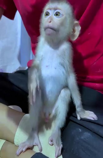 #fypviralシ #cute #tiktok #monkey #animal #reel #fy #pet #facebookviral | Irena R23 | Facebook
