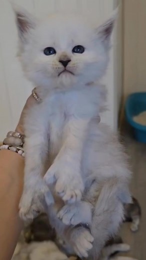 Amnesia 1 mois | Ursula Crozier