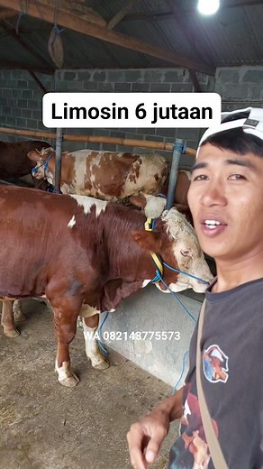 262K views · 10K reactions | Sapi Limosin 6 jutaan ini loo... #reels #sapi #fyp #viral #sapisuper #limosin #grosirsapi #sapimurah | Darmaji Rojo Koyo Chanel | Facebook