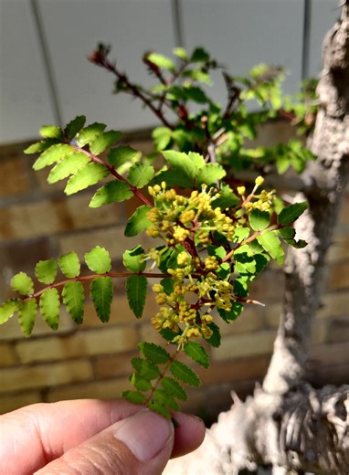 Japanese Pepper or Japanese Prickly-ash Live Tree Cutting 4pc - Etsy