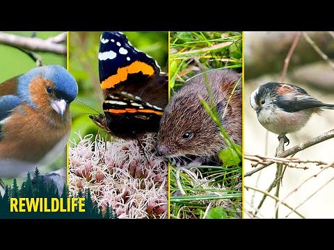 I Created an Irish Wildlife Haven! Heres what I've seen so far.