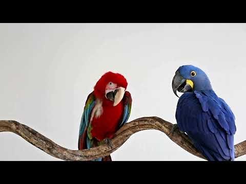 Relax for 20 Minutes – Parrots