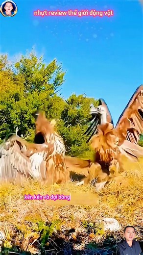 Eagle vs. Vulture: A Deadly Struggle on the Prairie #animalworld #shortvideo