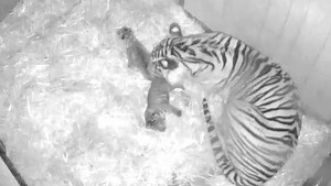 Nachwuchs bei den Sumatra-Tigern im Berliner Tierpark