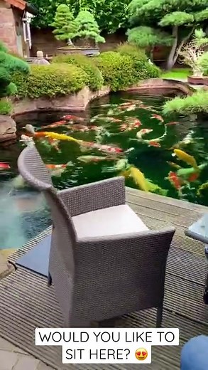 Outdoor Koi Pond and Zen Garden | Relaxing Aquatic Oasis