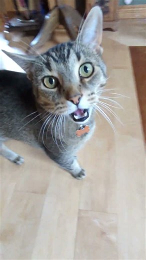 Loud Cat Demands Slaps #cat #catslap