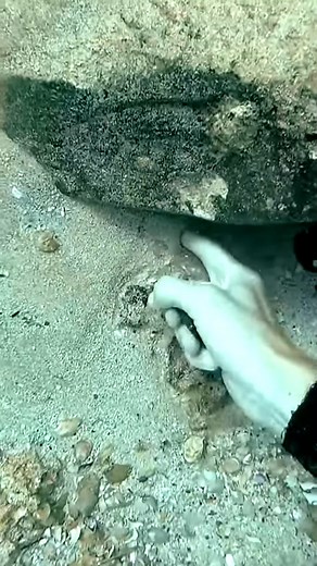 Brittany worships my shell #reelsfb #diversion #shells #ocean #foryou #fyp | Ocean Explorer