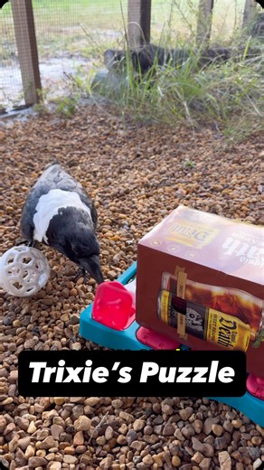 8K views · 1.3K reactions | We often like to combine Trixie’s puzzle...